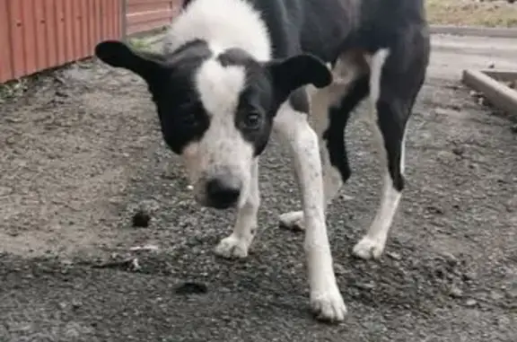 Найдена собака, Таганрог, фото: Собака найдена: ул. Свободы, 42, Таганрог