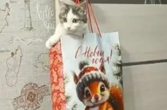 Найдена кошка, Саяногорск, фото: Кошка найдена на Успенского, 18А, Саяногорск