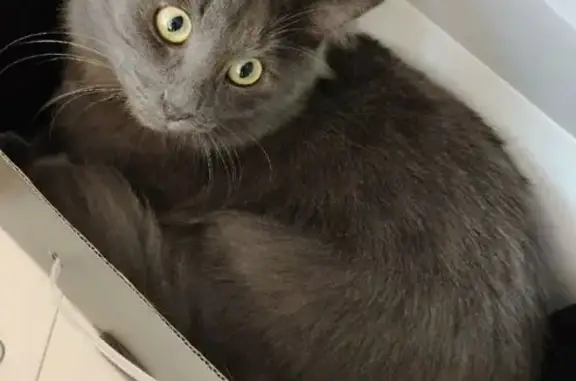 Пропала кошка, Заводской пер., 14, Сыктывкар - photo