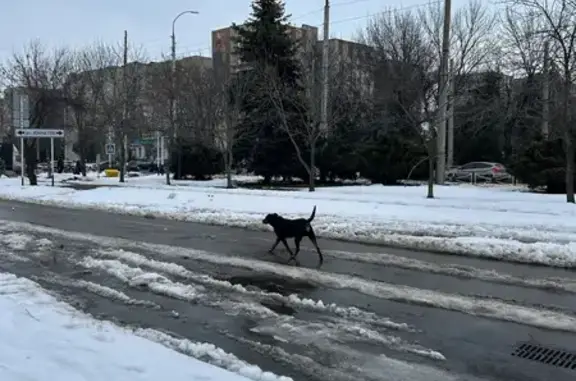 Найдена собака, Майкоп, фото: Собака найдена на ул. Димитрова, 10, Майкоп
