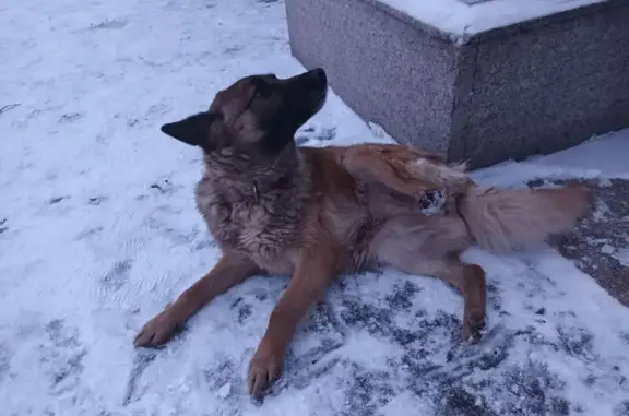 Найдена собака, Москва, фото: Найдена собака, Мичуринский проспект, 4с1