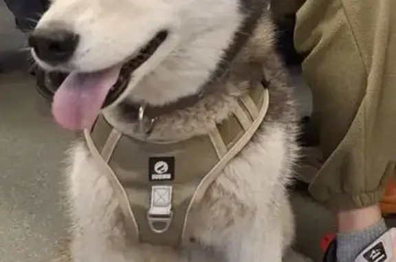 Пропала собака, Уфа, Башкирия - photo