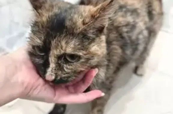 Найдена кошка, Тюмень, фото: Найдена кошка, Шаимский проезд 18, Тюмень