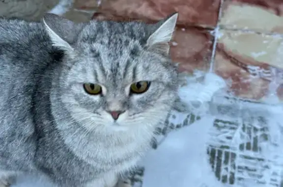 Объявления о пропавших и найденных животных, Владимир, фото: Кот найден: ул. Чайковского, 38Г, Владимир