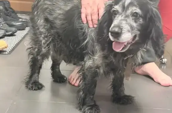 Найдена собака, Саратов, фото: Найдена собака, Саратов, чёрная, с ошейником