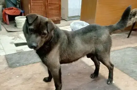 Найденные животные Ачинск, фото: Собака найдена: ул. Металлургов, 64, Ачинск