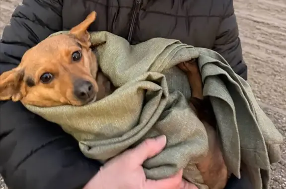 Найдена собака, Самара, фото: Найдена собака на ул. Дыбенко, Самара