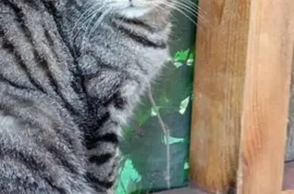 Пропала кошка, Комсомольская ул., Пудость - photo