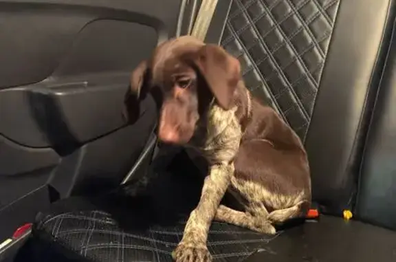 Найдена собака, Рязань, фото: Щенок найден на ул. Есенина, Рязань