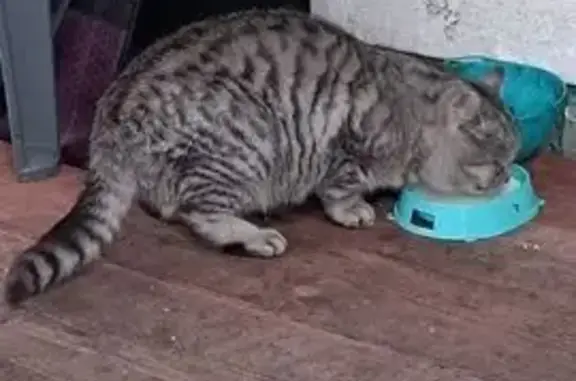 Найденные животные Липецк, фото: Кошка найдена, Юношеская ул., Липецк