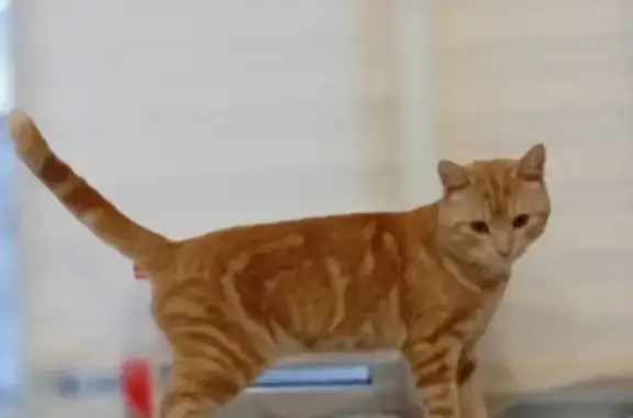 Пропала кошка, Дворовая ул., Н.Новгород - photo