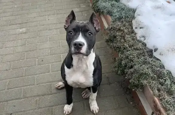 Найдена собака, Михайловск, фото: Собака найдена на Трубицина 24, Михайловск