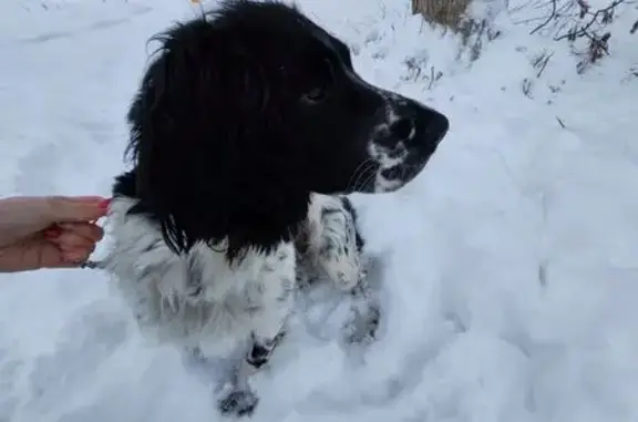 Найдена собака, Ковров, фото: Спаниель найден: ул. Кирова, 79, Ковров