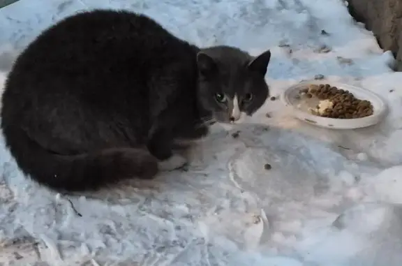 Объявления о пропавших и найденных животных, Омск, фото: Найдена кошка, Иркутская 74/1, Омск