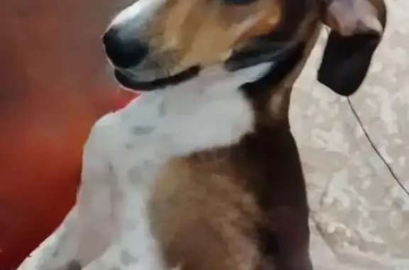 Пропала собака, ул. Неделина, 20, Нальчик - photo