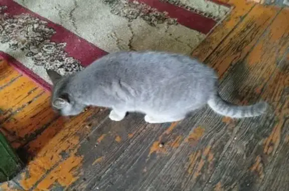 Объявления о пропавших и найденных животных, Балашов, фото: Кошка найдена: ул. 30 лет Победы, 24