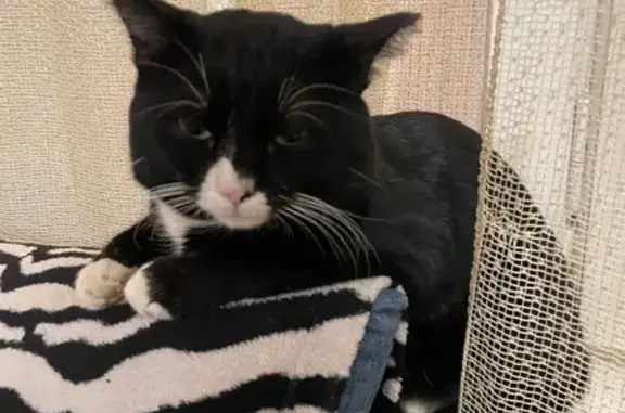 Пропала кошка, Советская 30Б, Ноябрьск - photo