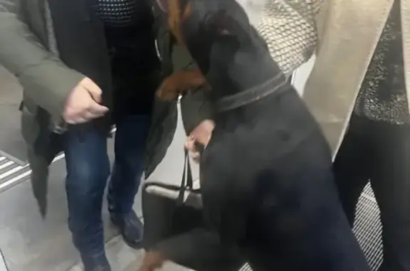 Объявления о пропавших и найденных животных, Ставрополь, фото: Найден доберман, Солнечная ул. 2, Ставрополь