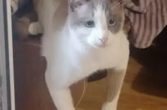 Пропала кошка, Ипподромная 12Б, Саратов - photo