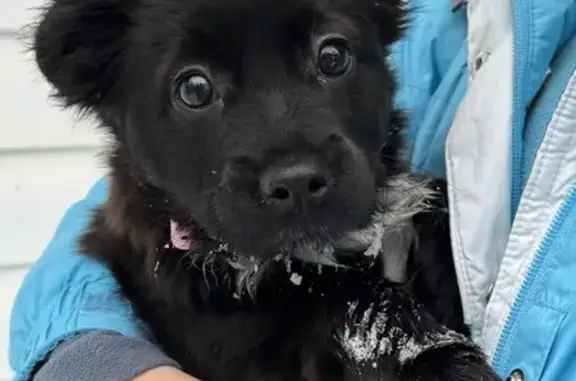 Найдена собака, Вышний Волочёк, фото: Щенок найден: Осташковская 34, Вышний Волочёк