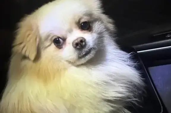 Найдена собака, Томск, фото: Найдена собака, Мариинский пер. 26, Томск