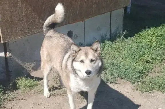 Пропала собака, Дальний пер., 6, Марковское - photo