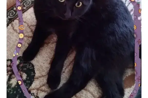 Пропала черная кошка, ул. Будённого, Краснодар - photo