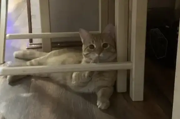 Пропала кошка, 3-й Динамовский пр., Саратов - photo