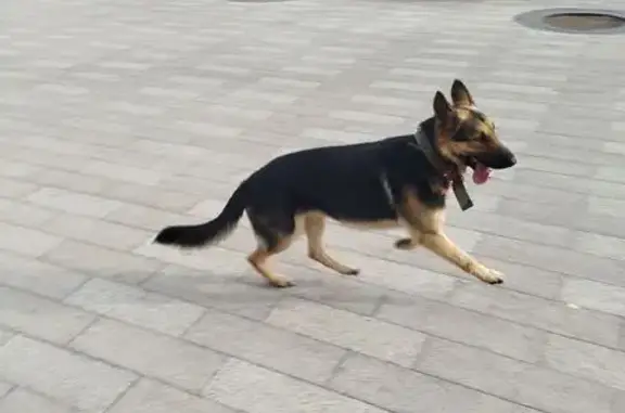 Найдена собака, Краснодар, фото: Овчарка найдена: ул. Селезнёва, Краснодар