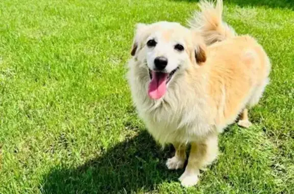 Пропала собака Джуля, ул. Копнина, 12 - photo