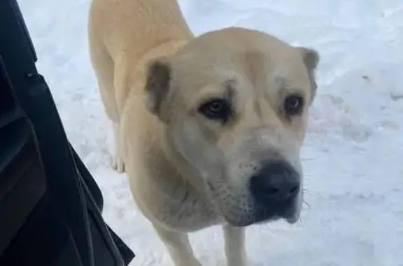 Найдена собака, Миронцево, фото: САО найдена, Солнечногорск-30, Центр. ул.