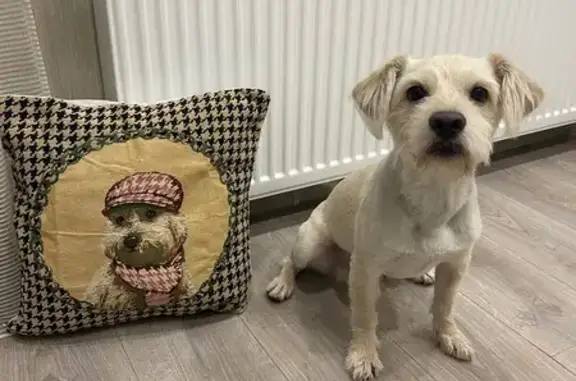 Пропала собака Арчи на Калинина 45 - photo