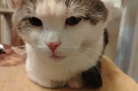 Пропал кот, Школьная ул. 32, Королёв - photo