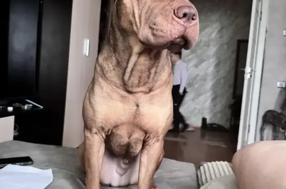 Пропал шарпей на Караванной, 43, Волгоград - photo