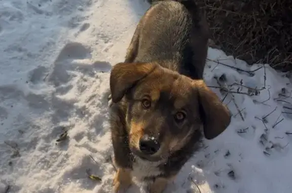 Пропала собака в Чите, Забайкалье - photo