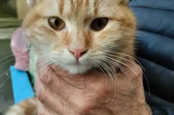 Объявления о пропавших и найденных животных, Ставрополь, фото: Кот найден, ул. Серова 2/2, Ставрополь