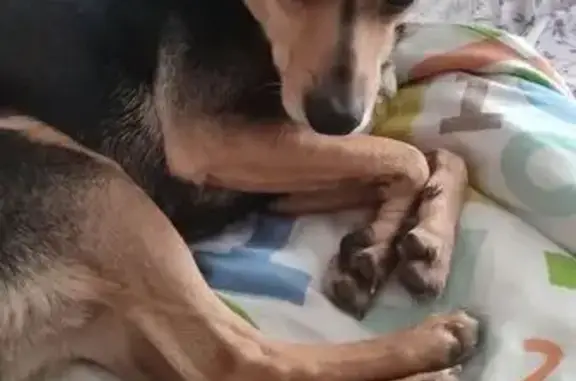 Найдена собака, Пушкино, фото: Найдена собака, Пушкино, Центр. ул.