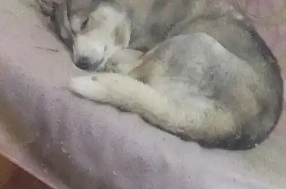 Пропала собака, проезд Каляева 49, Краснодар - photo