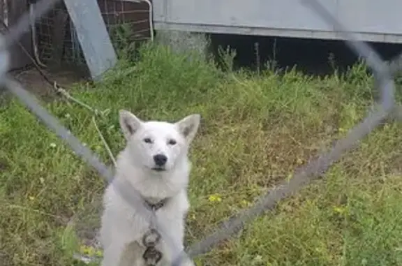 Пропала собака, Первомайское - photo