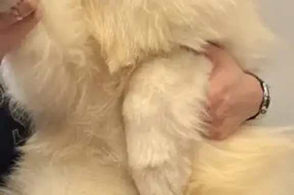 Пропала собака на ул. Энтузиастов, Томск - photo