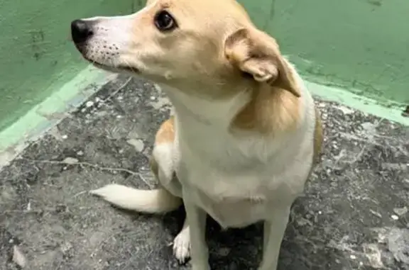 Объявления о пропавших и найденных животных, Асбест, фото: Собака найдена: пр. Ленина, 30, Асбест