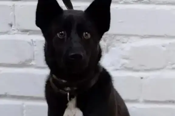 Потерянные животные Калининград, фото: Пропала собака, Киевская ул. 137, Калининград