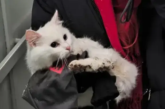 Найдена кошка, Москва, фото: Кошка найдена: Лебедянская ул., 30, Москва