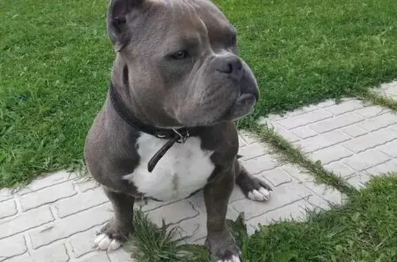 Пропала собака в Архангельской обл., 11А-004 - photo