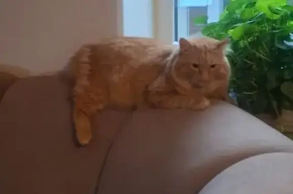 Пропала рыжая кошка, Пикетная ул., Моск. - photo