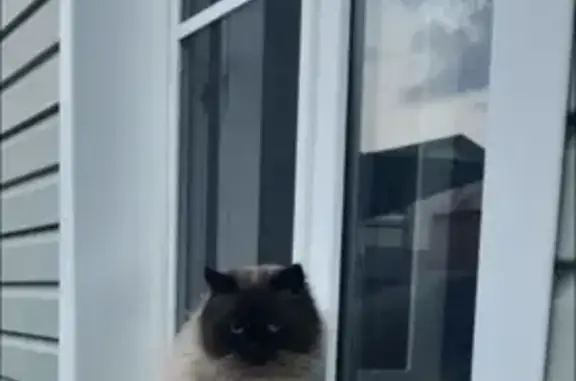 Пропала кошка, 1-й Транспортный пер. 9 - photo