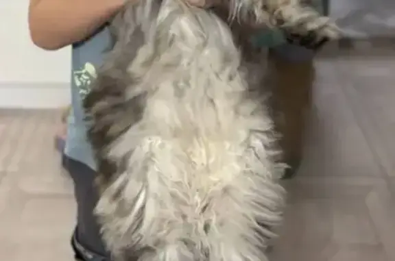 Пропала кошка, Школьная 13, Красноармейск - photo