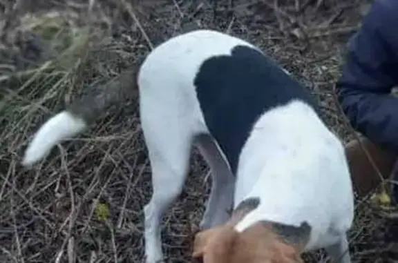 Пропала гончая в Нетризово, Смоленская обл. - photo