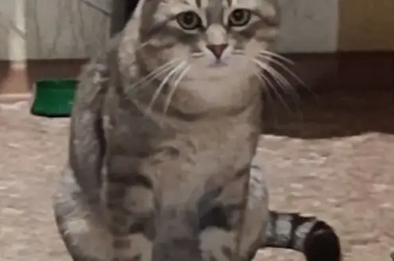 Пропала кошка, Краснодарская ул., Славянск - photo