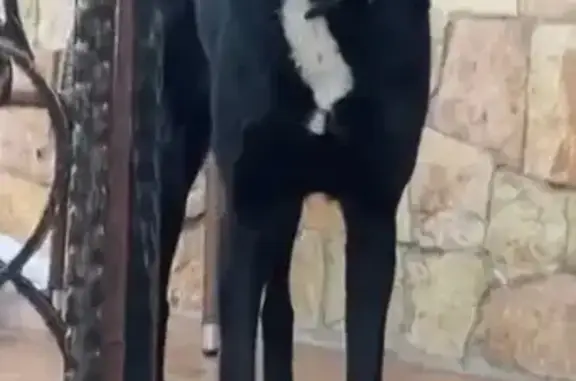 Пропала собака, Оранжерейная ул. 38, Пушкино - photo